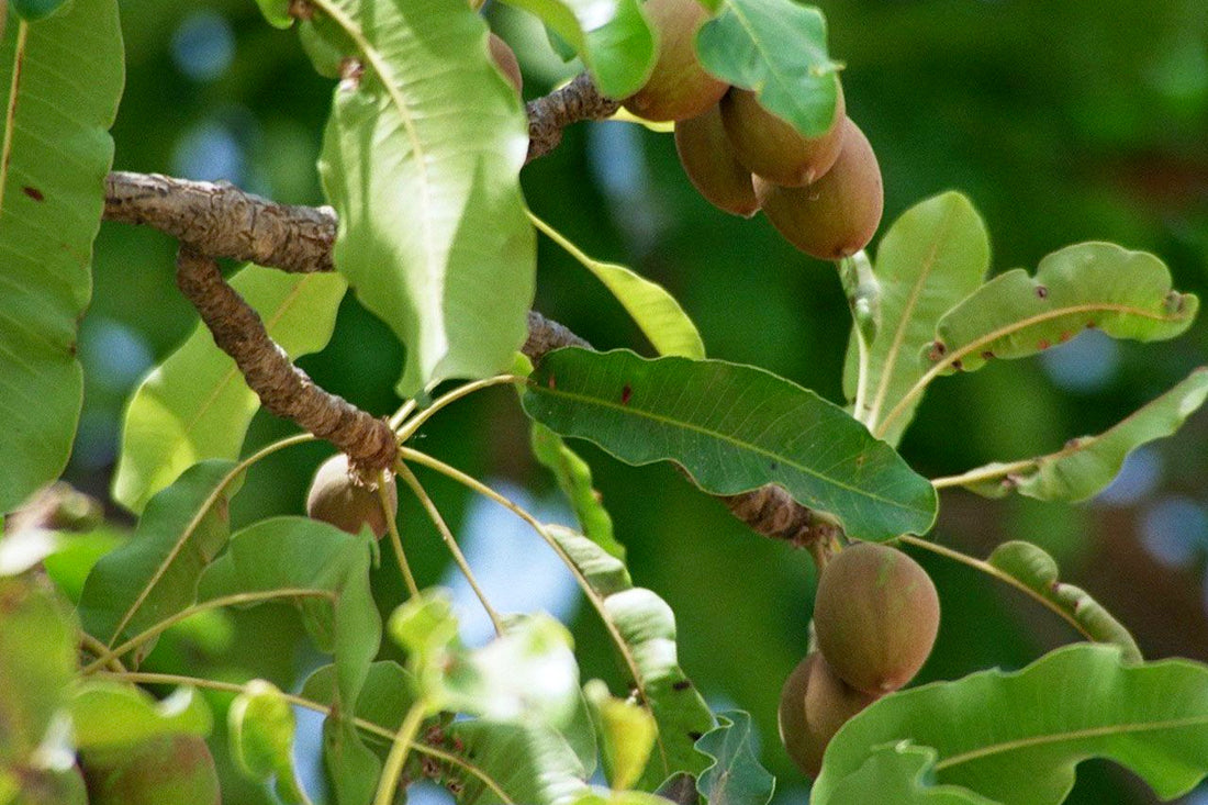 Discover the Benefits of Shea Butter!